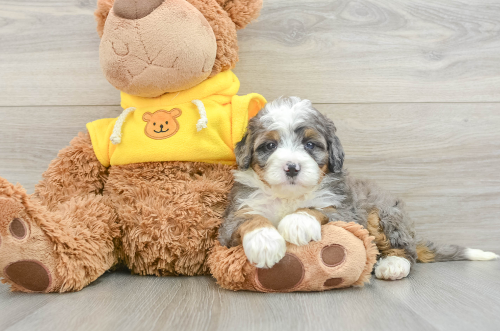 6 week old Mini Bernedoodle Puppy For Sale - Premier Pups