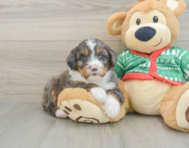 5 week old Mini Bernedoodle Puppy For Sale - Premier Pups