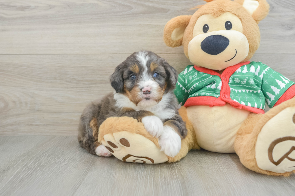 4 week old Mini Bernedoodle Puppy For Sale - Premier Pups