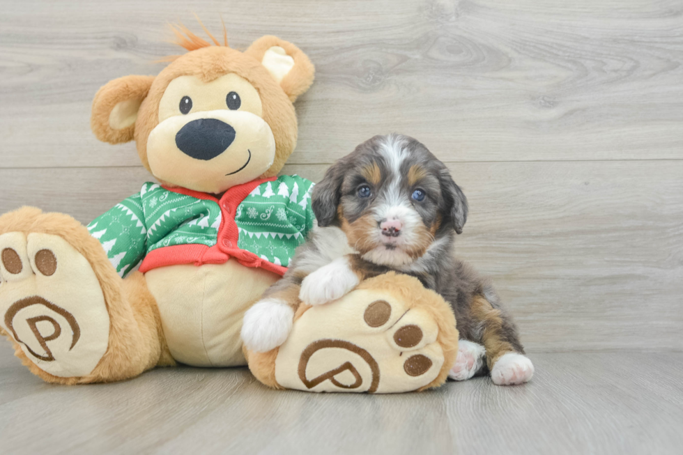 Mini Bernedoodle Pup Being Cute