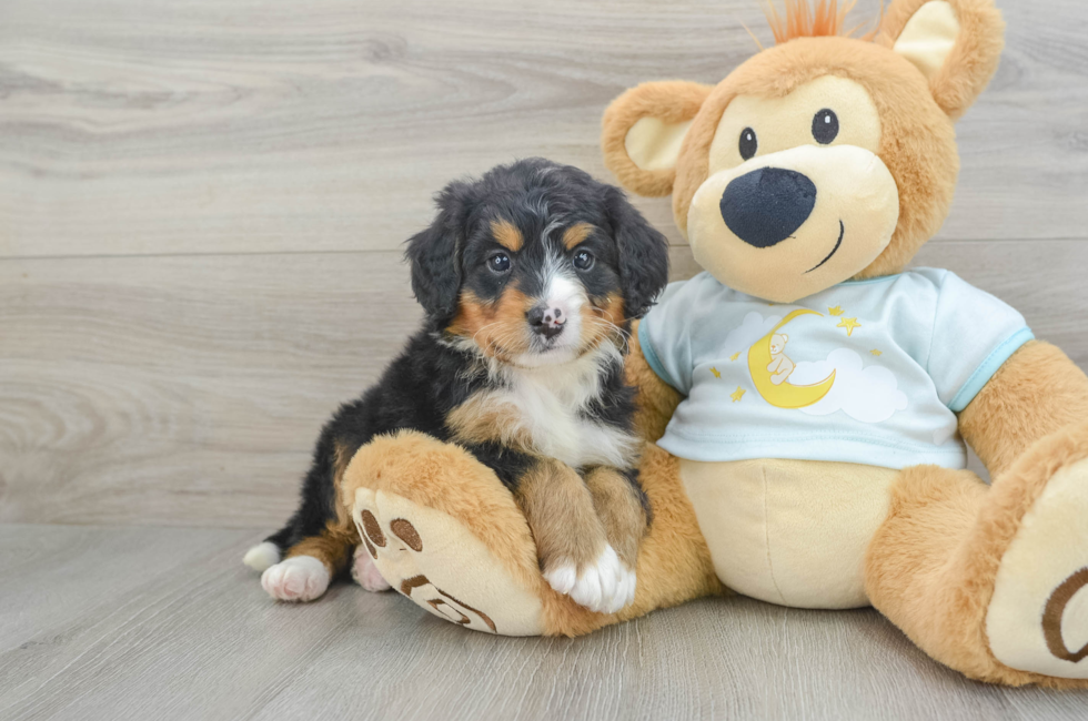 6 week old Mini Bernedoodle Puppy For Sale - Premier Pups