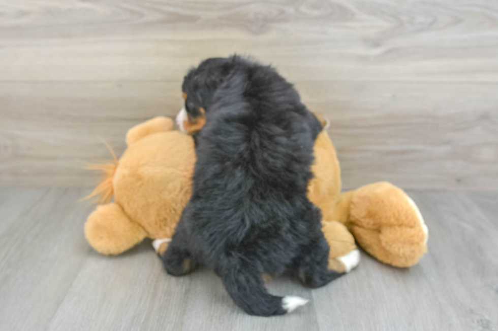 Mini Bernedoodle Pup Being Cute