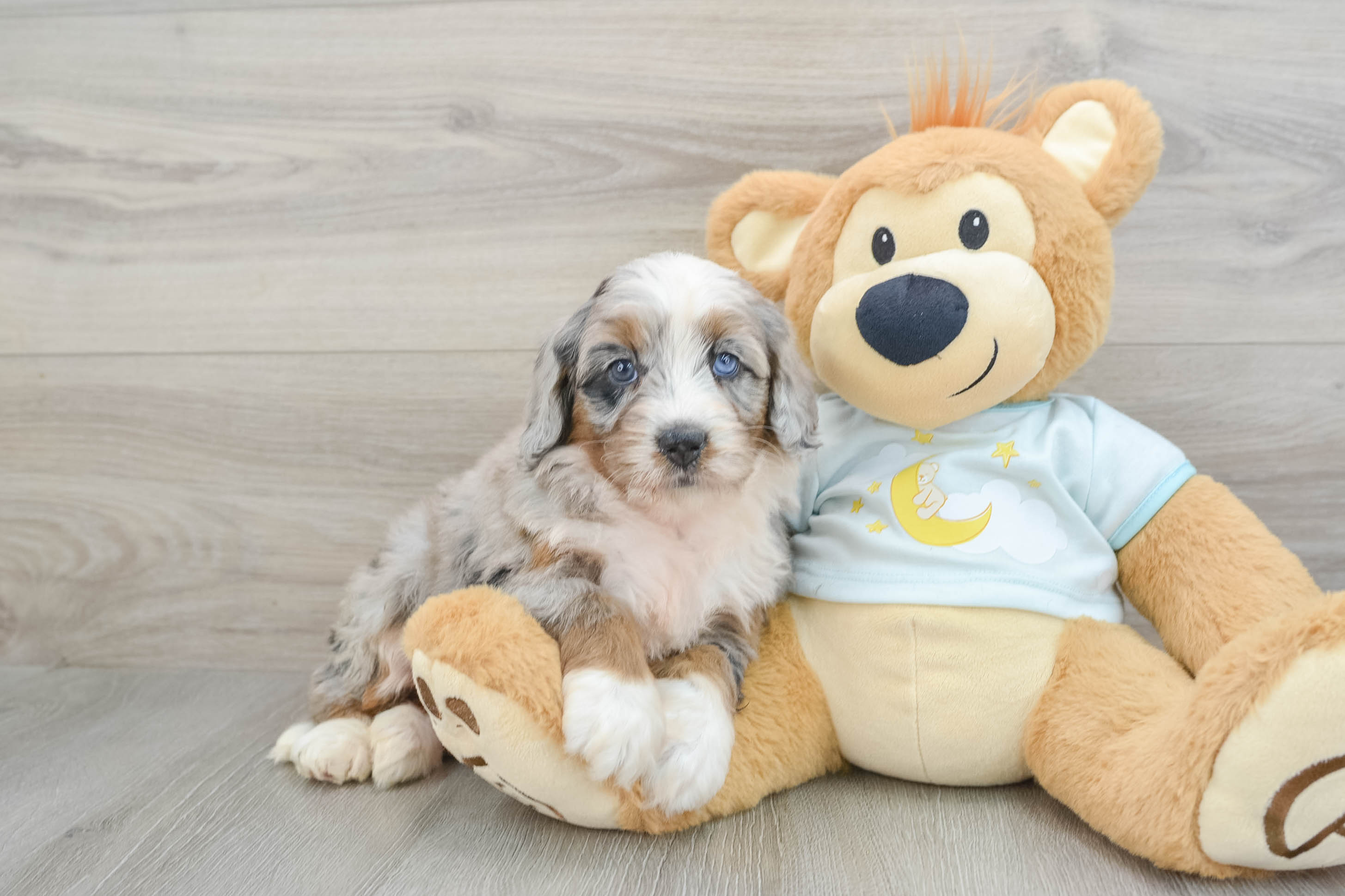 Happy Mini Bernedoodle Baby