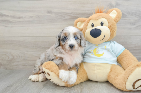 Happy Mini Bernedoodle Baby