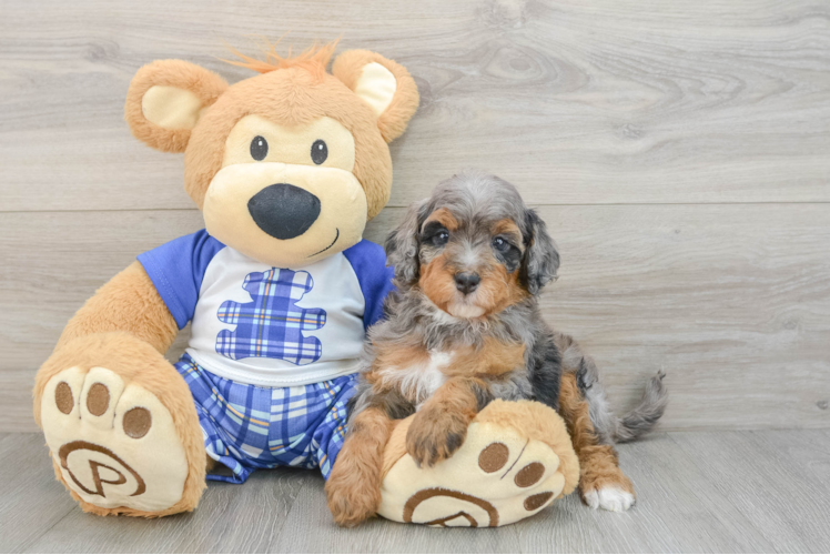 Petite Mini Bernedoodle Poodle Mix Pup