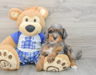 7 week old Mini Bernedoodle Puppy For Sale - Premier Pups