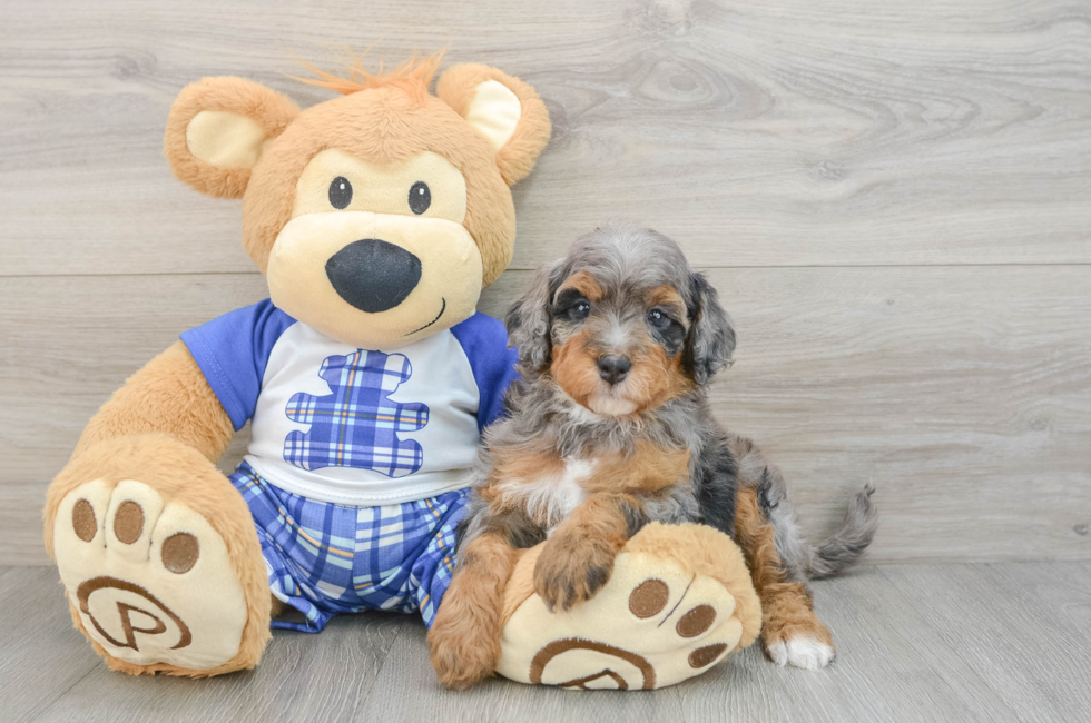 5 week old Mini Bernedoodle Puppy For Sale - Premier Pups