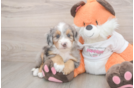 Adorable Mini Berniedoodle Poodle Mix Puppy
