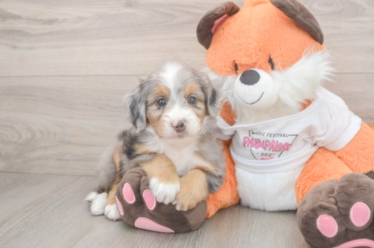 Adorable Mini Berniedoodle Poodle Mix Puppy