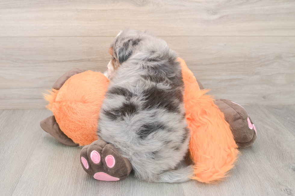 Smart Mini Bernedoodle Poodle Mix Pup
