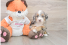 Petite Mini Bernedoodle Poodle Mix Pup