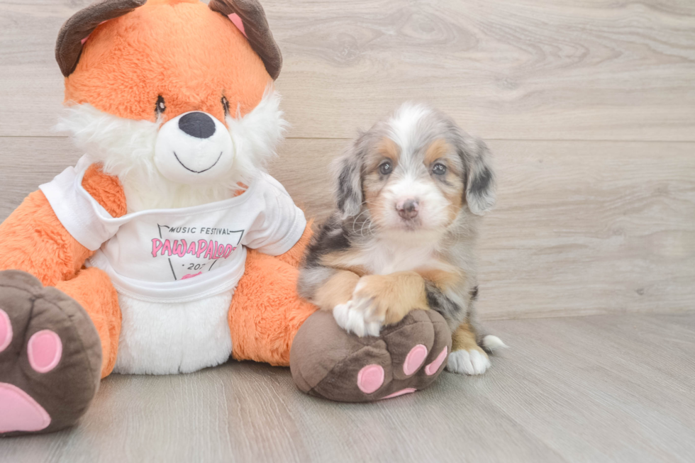 Petite Mini Bernedoodle Poodle Mix Pup