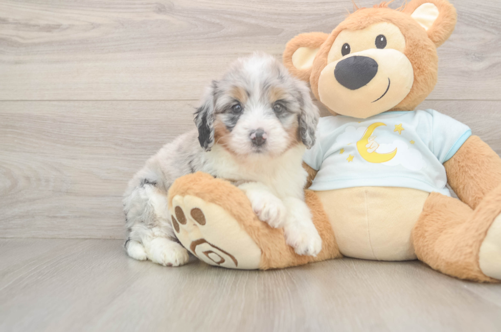 5 week old Mini Bernedoodle Puppy For Sale - Premier Pups
