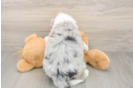 Best Mini Bernedoodle Baby