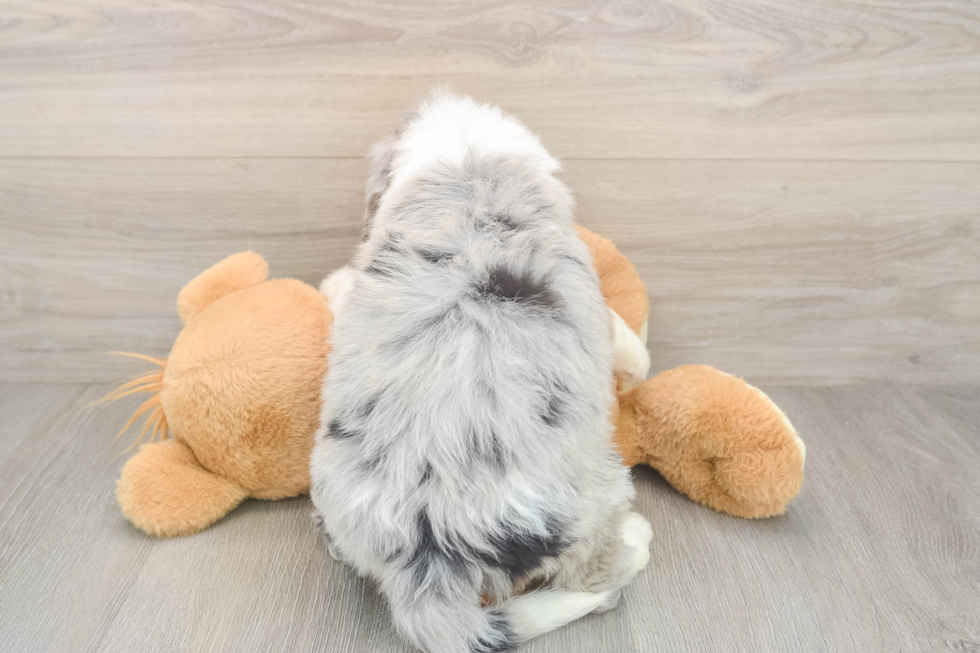 Best Mini Bernedoodle Baby