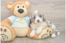 Mini Bernedoodle Pup Being Cute