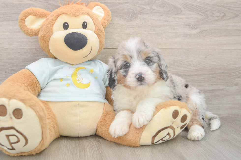 Mini Bernedoodle Pup Being Cute