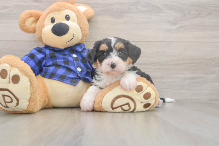 Mini Bernedoodle Pup Being Cute