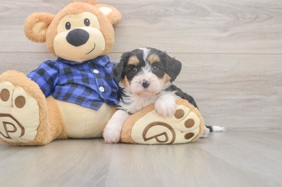 5 week old Mini Bernedoodle Puppy For Sale - Premier Pups
