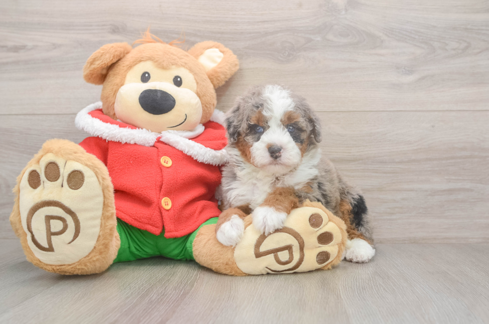 5 week old Mini Bernedoodle Puppy For Sale - Premier Pups