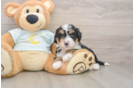 Little Bernadoodle Poodle Mix Puppy