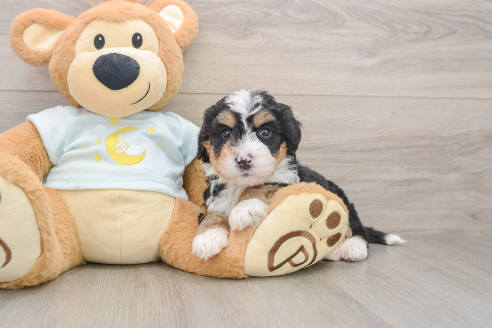 Little Bernadoodle Poodle Mix Puppy