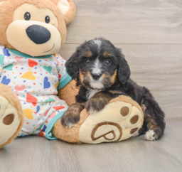 6 week old Mini Bernedoodle Puppy For Sale - Premier Pups