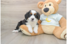 Popular Mini Bernedoodle Poodle Mix Pup