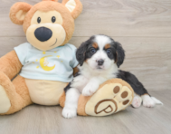 8 week old Mini Bernedoodle Puppy For Sale - Premier Pups
