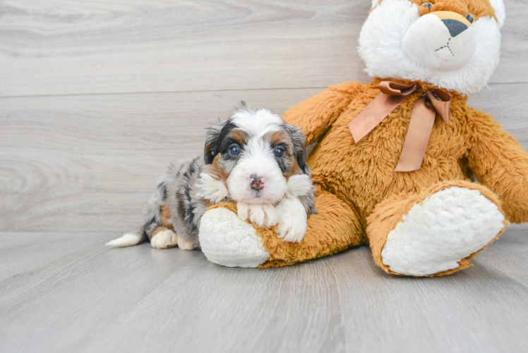 Hypoallergenic Mini Berniedoodle Poodle Mix Puppy