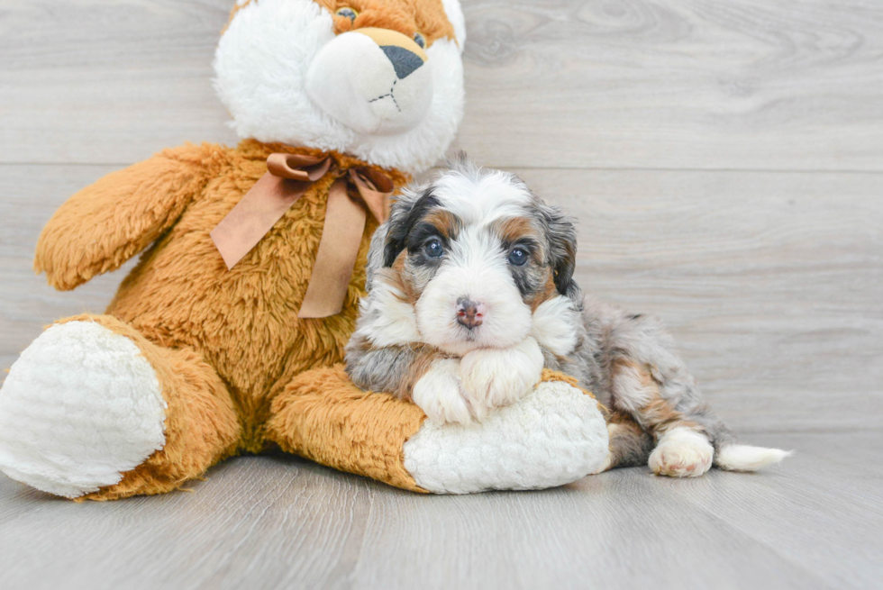 Mini Bernedoodle Puppy for Adoption