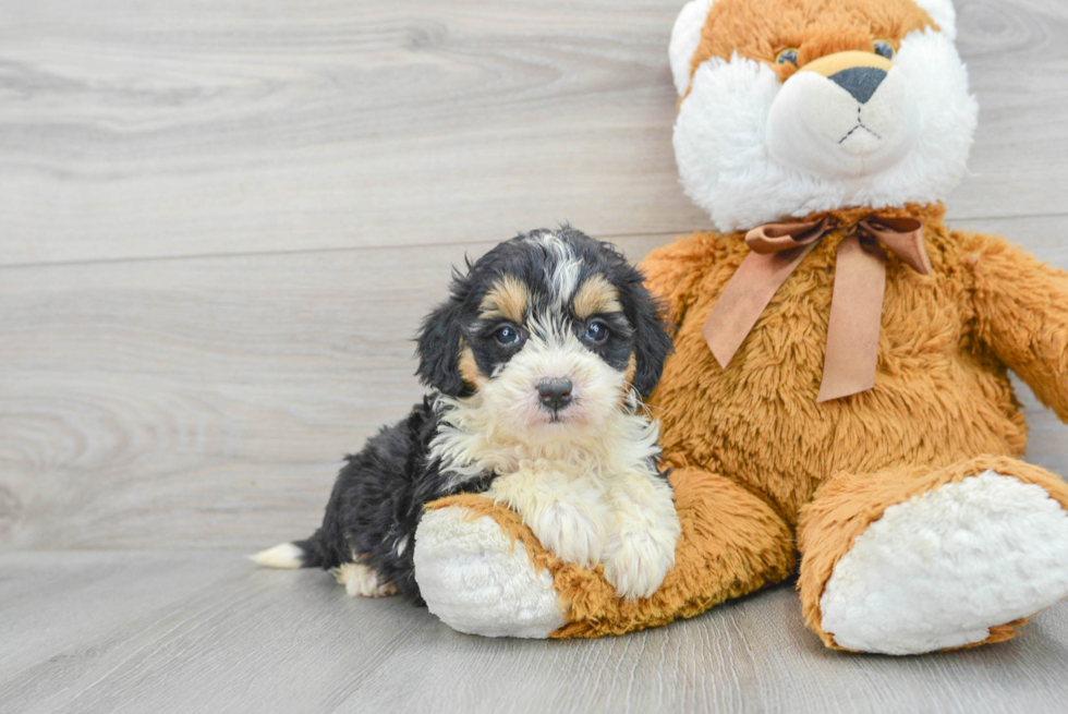 Best Mini Bernedoodle Baby