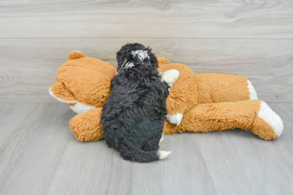 Mini Bernedoodle Pup Being Cute