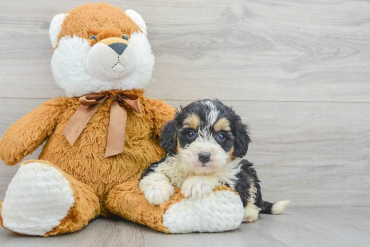 Mini Bernedoodle Puppy for Adoption