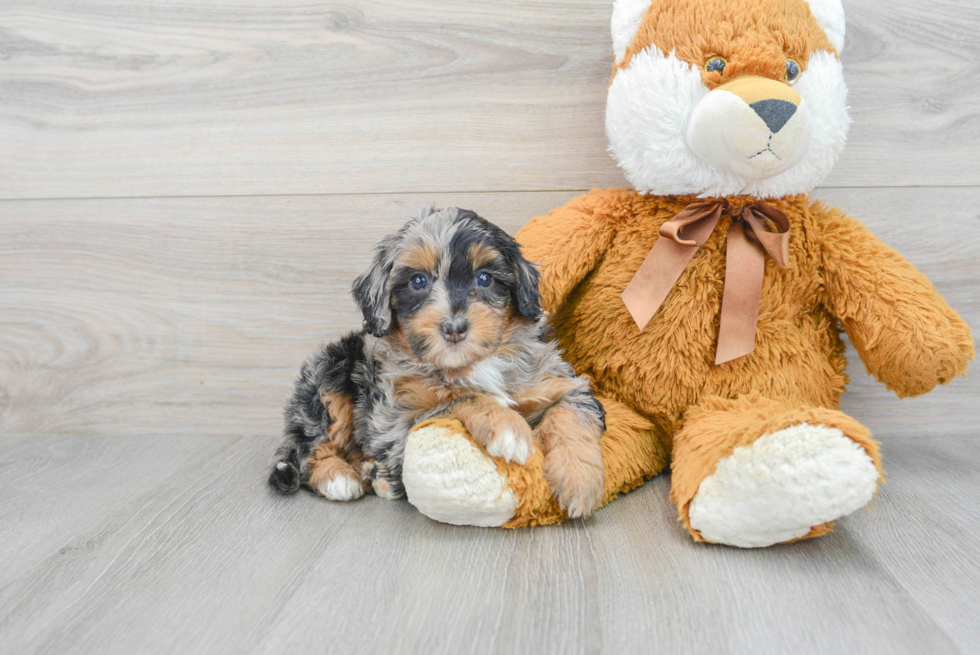 Mini Bernedoodle Puppy for Adoption