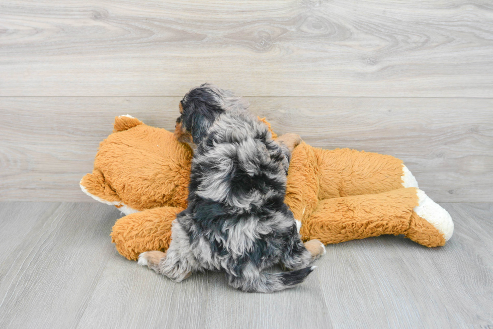 Best Mini Bernedoodle Baby