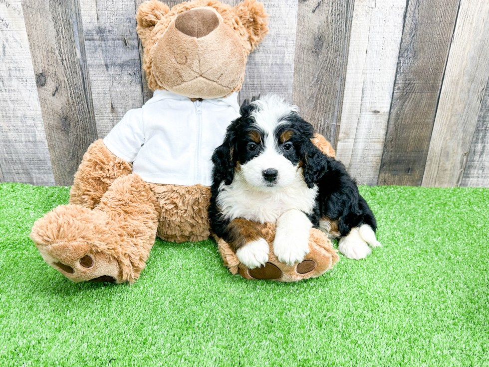 Friendly Mini Bernedoodle Baby