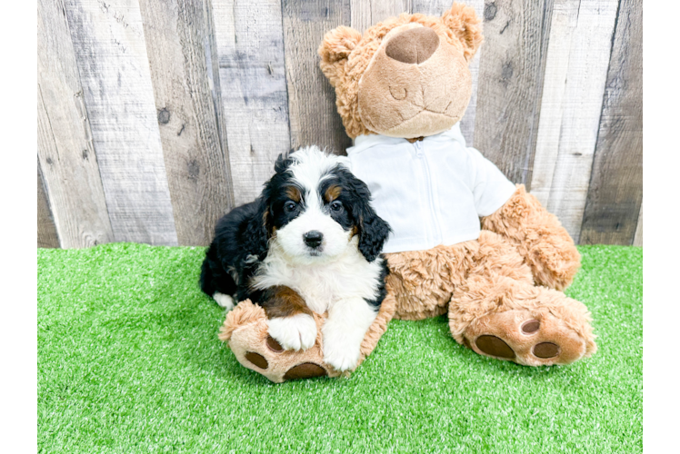 Happy Mini Bernedoodle Baby