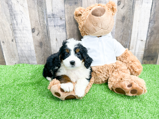 Happy Mini Bernedoodle Baby