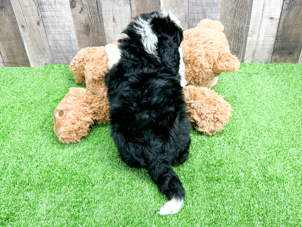 Best Mini Bernedoodle Baby