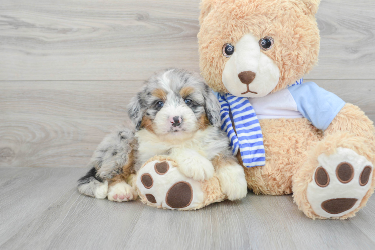 Best Mini Bernedoodle Baby