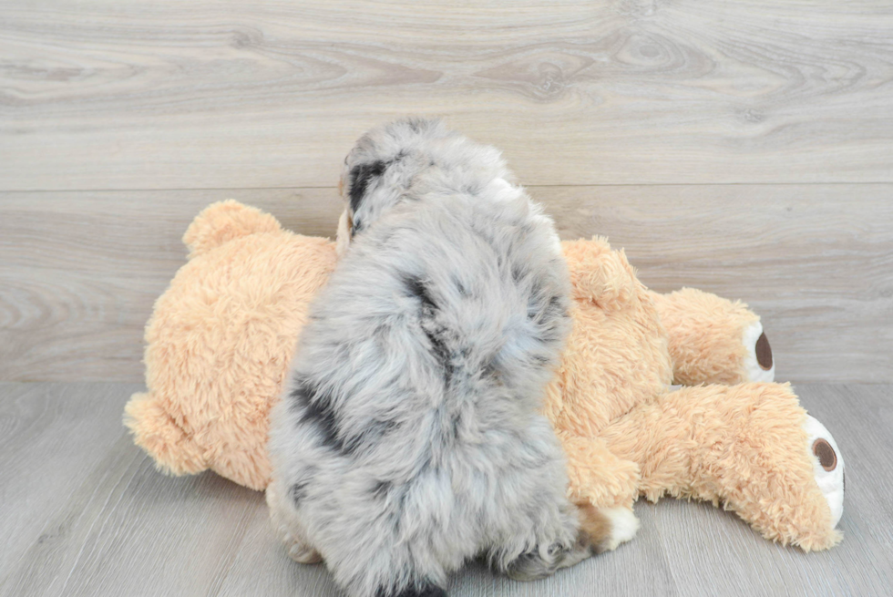 Mini Bernedoodle Puppy for Adoption