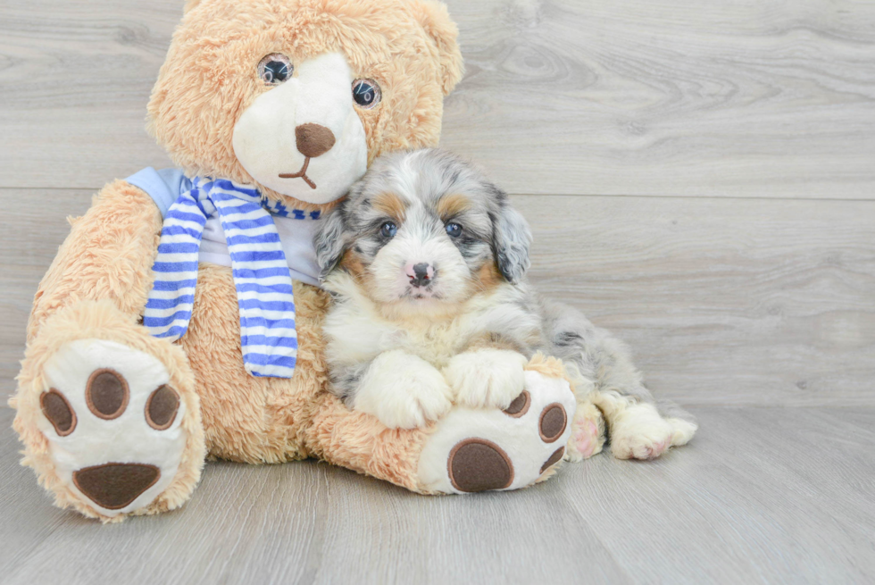 Playful Bernadoodle Poodle Mix Puppy