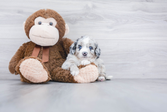 Energetic Mini Berniedoodle Poodle Mix Puppy