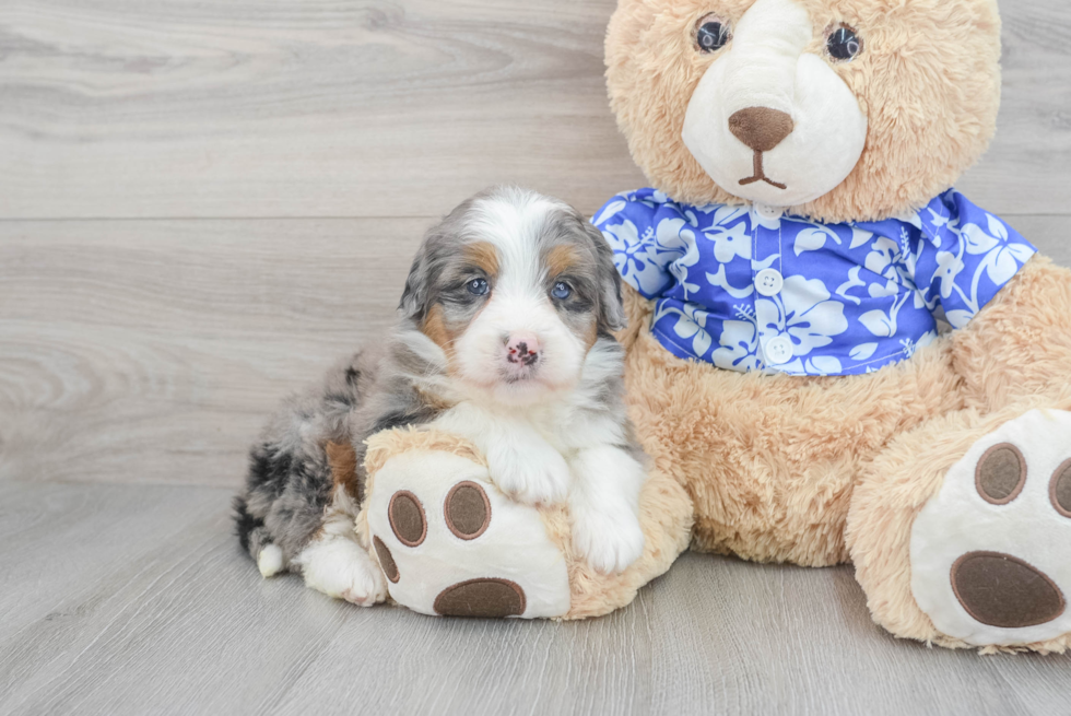 Adorable Mini Berniedoodle Poodle Mix Puppy