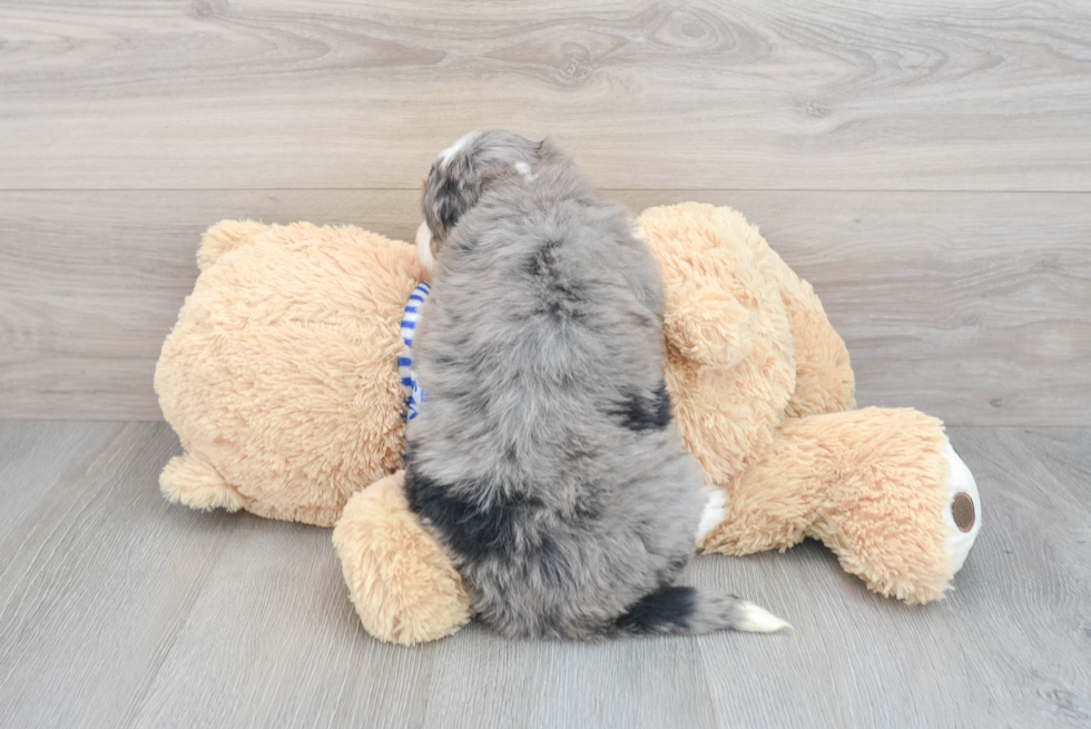 Best Mini Bernedoodle Baby