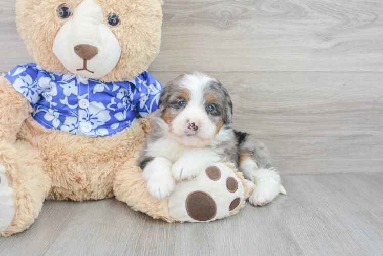 Playful Mini Berniedoodle Poodle Mix Puppy