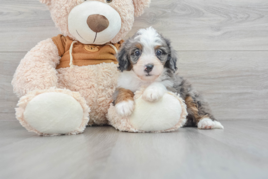 Playful Mini Berniedoodle Poodle Mix Puppy