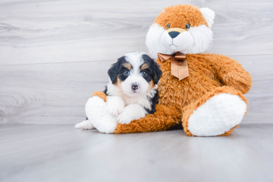 Mini Bernedoodle Puppy for Adoption