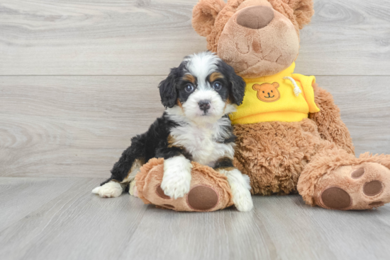 Mini Bernedoodle Pup Being Cute